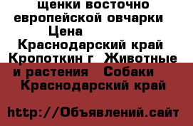 щенки восточно европейской овчарки › Цена ­ 10 000 - Краснодарский край, Кропоткин г. Животные и растения » Собаки   . Краснодарский край